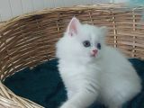 Karbeyaz Odd Eyes Longhair Bebekler