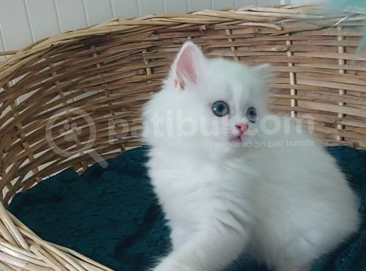 Karbeyaz Odd Eyes Longhair Bebekler görsel