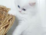 Karbeyaz Odd Eyes Longhair Bebekler