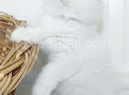Karbeyaz Odd Eyes Longhair Bebekler görsel