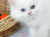 Karbeyaz Odd Eyes Longhair Bebekler