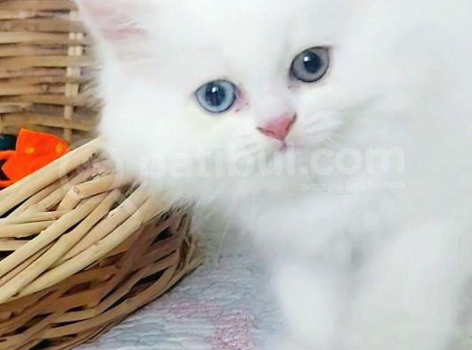 Karbeyaz Odd Eyes Longhair Bebekler görsel