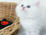 Karbeyaz Odd Eyes Longhair Bebekler