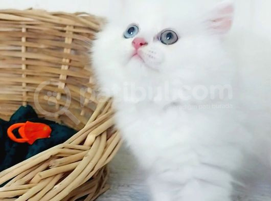 Karbeyaz Odd Eyes Longhair Bebekler görsel