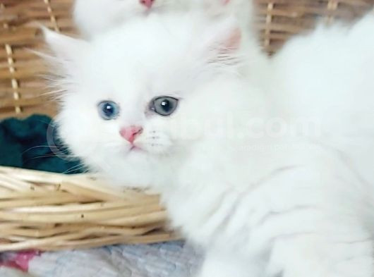 Karbeyaz Odd Eyes Longhair Bebekler