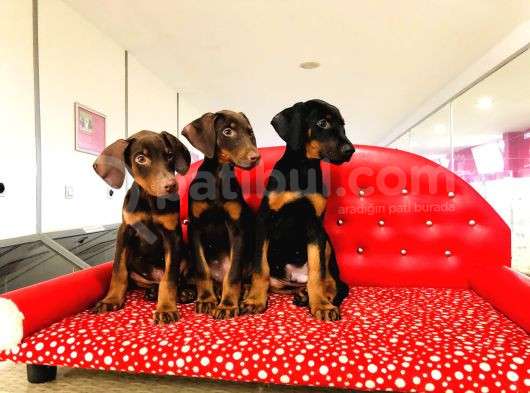 Birinci Sınıf Doberman Yavrularımız görsel