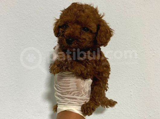 Anne Altından Ev Doğumlu Aşılı Poodle Bebekler