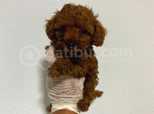Anne Altından Ev Doğumlu Aşılı Poodle Bebekler görsel