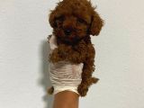 Anne Altından Ev Doğumlu Aşılı Poodle Bebekler