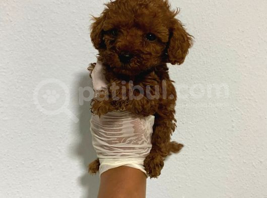 Anne Altından Ev Doğumlu Aşılı Poodle Bebekler görsel