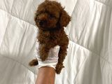 Anne Altından Ev Doğumlu Aşılı Poodle Bebekler