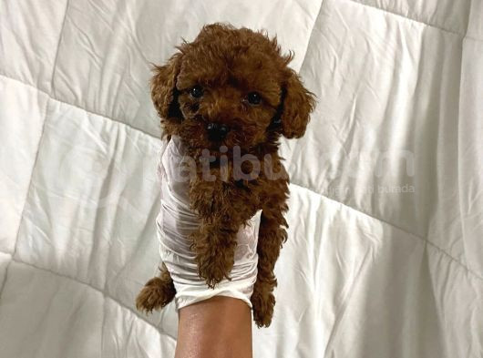 Anne Altından Ev Doğumlu Aşılı Poodle Bebekler görsel