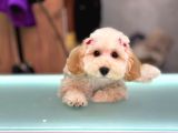 Kahve tonlu mini boy puppy sevimli yavrular MALTİPO CİNSİ 