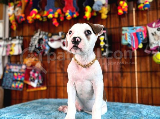 En Iyi Bekçi Köpeği Irkı Dev Amerikan Bulldog