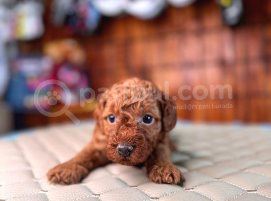 En Akıllı Apartman Köpeği A Scrli̇ Toy Poodle görsel