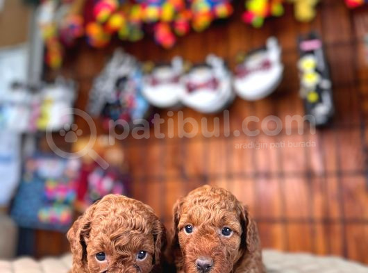 En Akıllı Apartman Köpeği A Scrli̇ Toy Poodle görsel