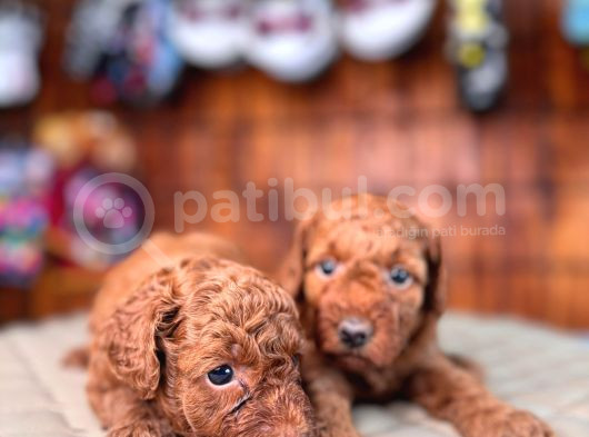 En Akıllı Apartman Köpeği A Scrli̇ Toy Poodle görsel