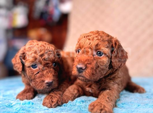 En Akıllı Apartman Köpeği A Scrli̇ Toy Poodle