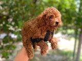 Minnacık Toy Poodlelar Çok Akıllı Ve Sağlıklı