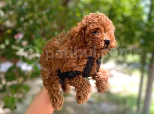 Minnacık Toy Poodlelar Çok Akıllı Ve Sağlıklı görsel