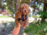 Minnacık Toy Poodlelar Çok Akıllı Ve Sağlıklı