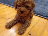 Kıpkırmızı Red tooy poodle sevimli yavrular 