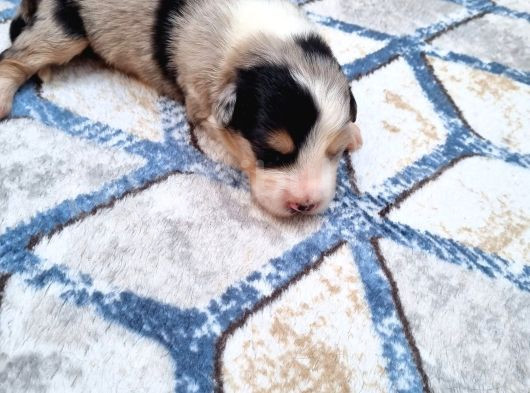 Bordercollie Yavrularım
