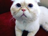 Acil-1 yasinda scottish fold-erkek-kisir