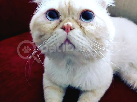 Acil-1 Yasinda Scottish Fold-Erkek-Kisir