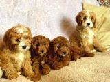 Kahve tonlu mini boy puppy sevimli yavrular MALTİPO CİNSİ 