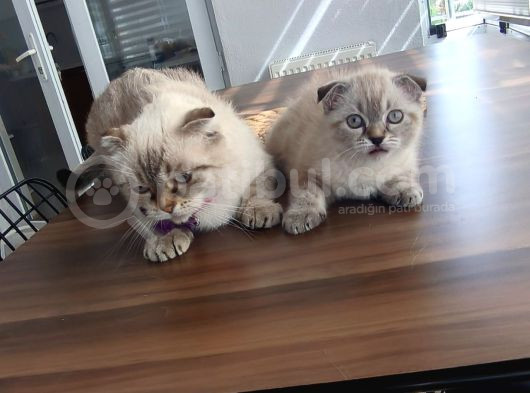 Scottish Fold görsel