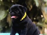A Kalite Pug Bebekler Her Renk Mevcut