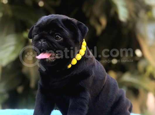 A Kalite Pug Bebekler Her Renk Mevcut görsel