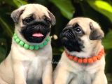 A Kalite Pug Bebekler Her Renk Mevcut