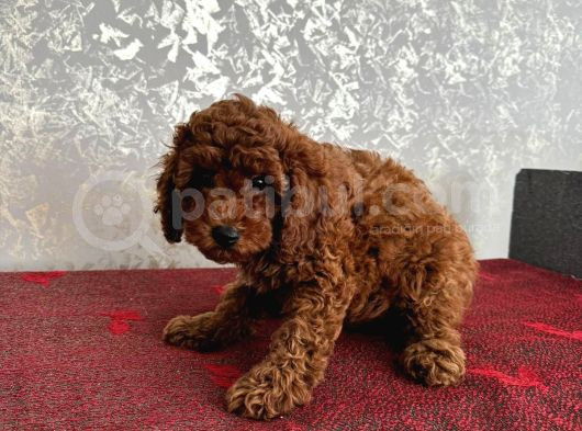 Orijinal Kore Kan Poodle Dan Toy Poodle görsel