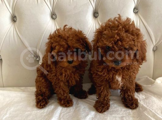 Kore Kan Toy Poodle