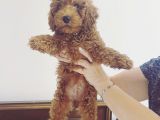 Red Brown Toy Poodle Bebekler