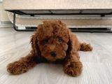 Orijinal Kore Kan Poodle Dan Toy Poodle