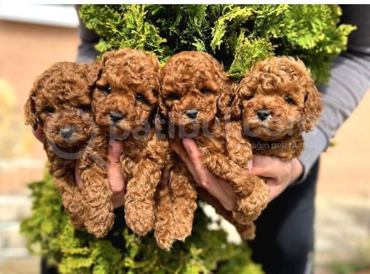 Red Brown 2 Kg Geçmeyen Toy Poodle Yavrularim