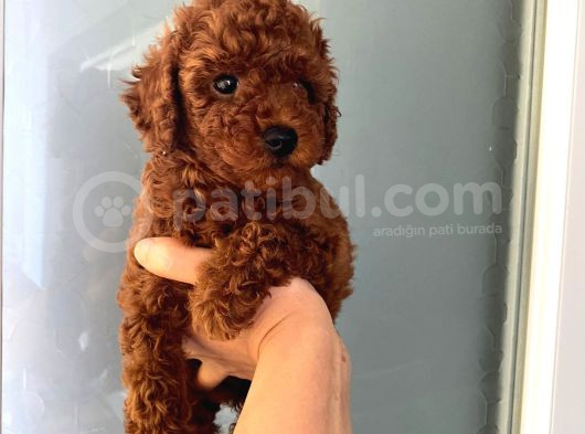 Büyümeyen Boy Evde Baktığımız Orjinal Toy Poodle Bebeklerim görsel