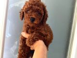 Büyümeyen Boy Evde Baktığımız Orjinal Toy Poodle Bebeklerim