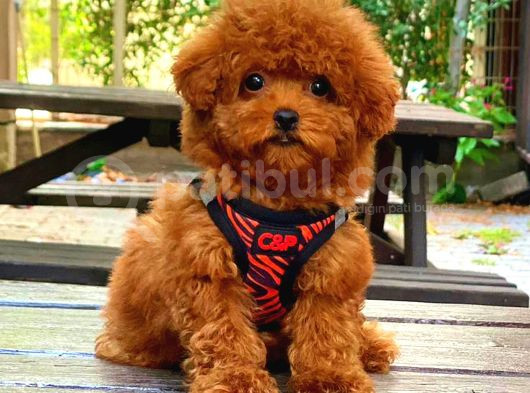 Red Braw Kıpkırmızı Ev Üretimi Tooy Poodle  görsel