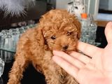 Kıpkırmızı Red tooy poodle sevimli yavrular 