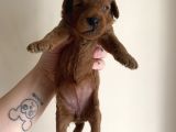 Red brown kore poodle