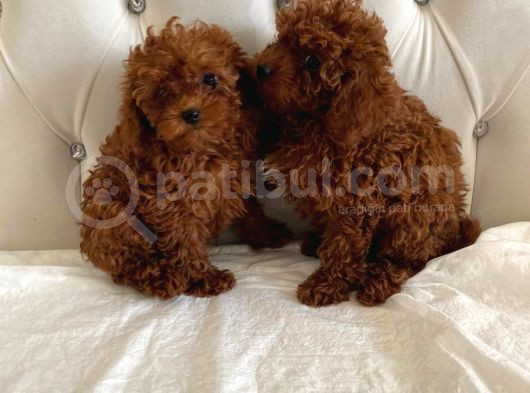 Kore Kan Toy Poodle görsel