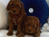 Orijinal Kore Kan Poodle Dan Toy Poodle