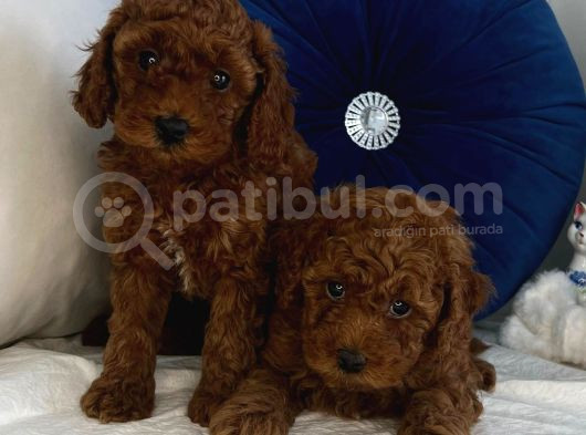 Orijinal Kore Kan Poodle Dan Toy Poodle görsel