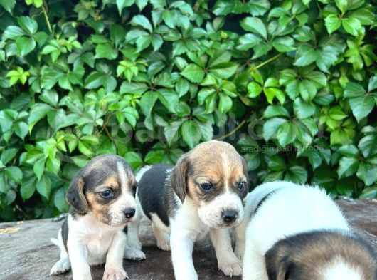 Safkan Anne Ve Babadan Beagle Yavruları görsel