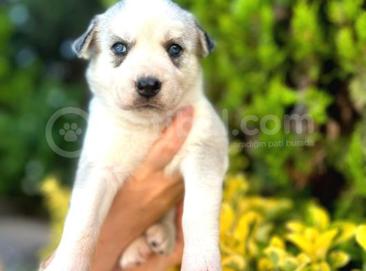 6 Tane Çok Sağlıklı Husky Yavrularımız görsel