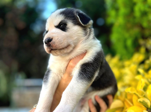 6 Tane Çok Sağlıklı Husky Yavrularımız